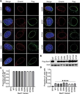 The Impact of Rare Human Variants on Barrier-To-Auto-Integration Factor 1 (Banf1) Structure and Function